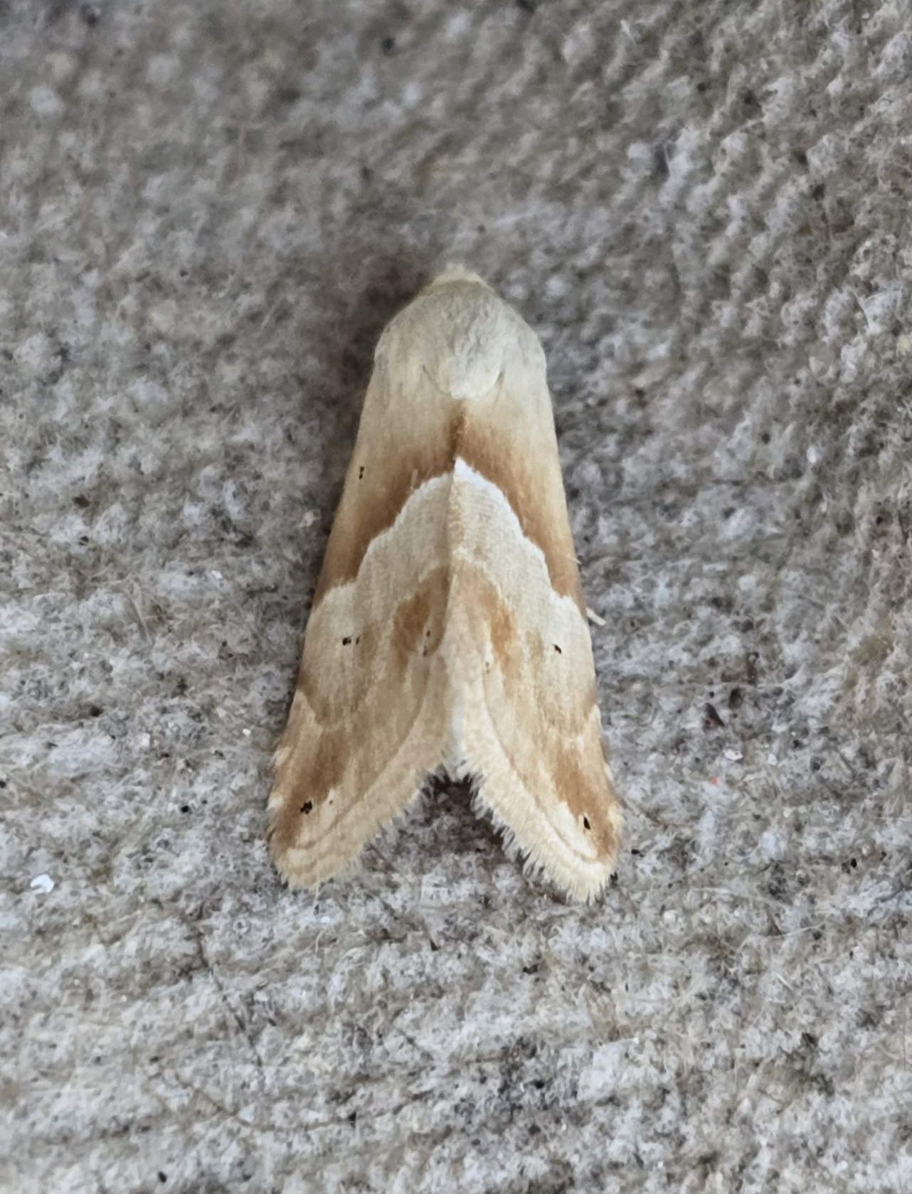 Photo of Small Marbled (Eublemma parva)